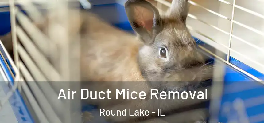 Air Duct Mice Removal Round Lake - IL